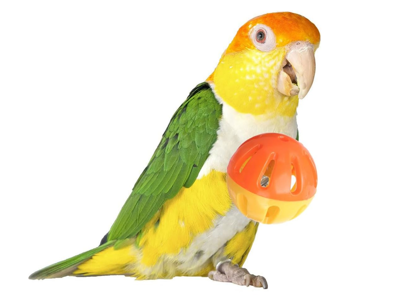 Papuga z piłeczką