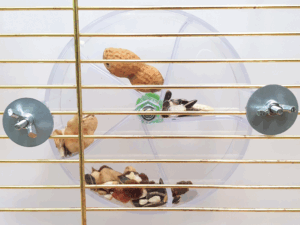 Karmnik - koło do żerowania dla papug - bufet na smakołyki