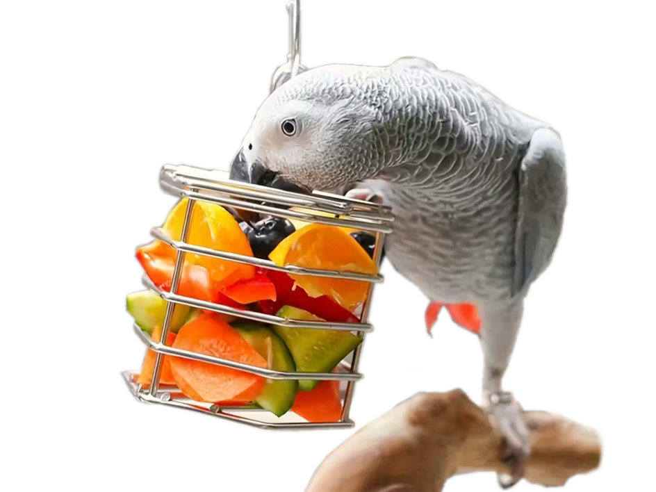 Papuga żako żeruje w karmniku - koszu ze stali nierdzewnej